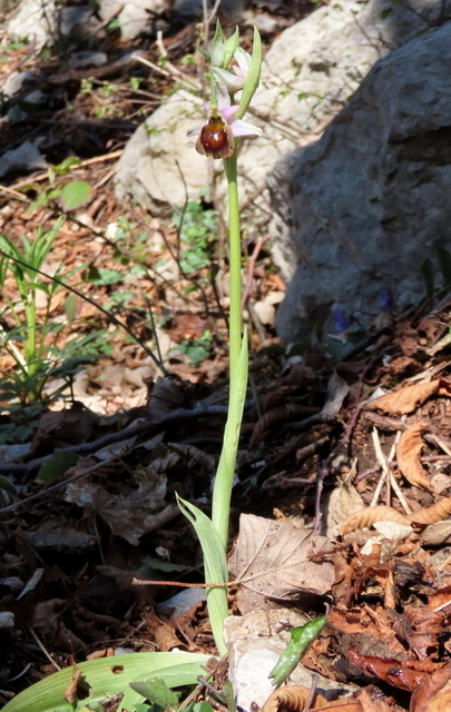 Ophrys crabronifera & Ophrys holosericea sp. � Monti Lucretili  (Roma).